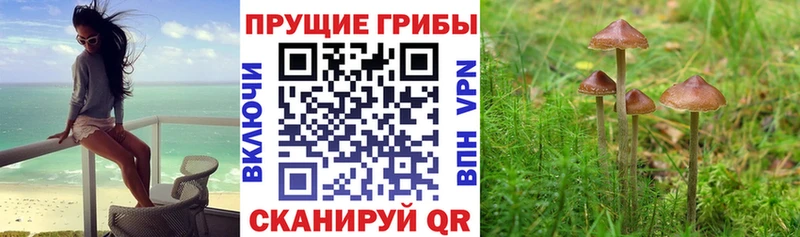 Галлюциногенные грибы MAGIC MUSHROOMS  хочу наркоту  это формула  Светогорск 